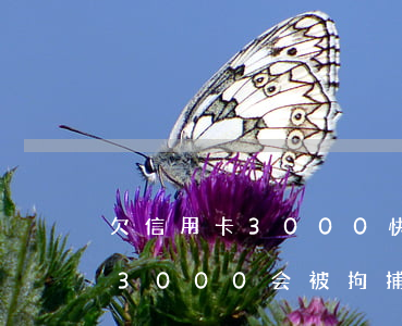 欠信用卡3000快会被执行那-欠信用卡3000会被拘捕吗