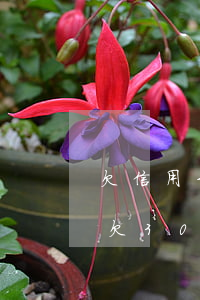 欠信用卡30萬(wàn)怎么上岸（信用卡欠30萬(wàn)上岸）