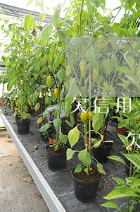 欠信用卡30萬無力償還會(huì)判刑嗎-欠信用卡30萬無力償還會(huì)判刑嗎知乎
