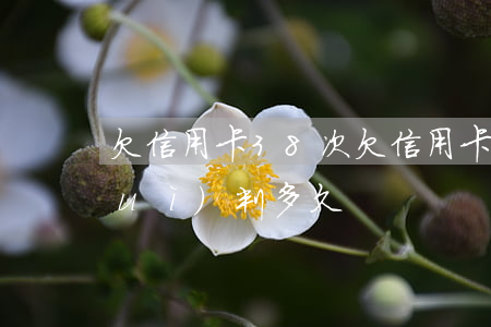 欠信用卡38次(欠信用卡38000會(huì)判多久)