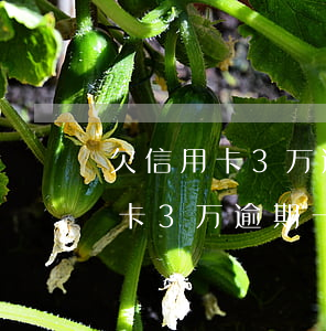欠信用卡3万逾期一个月还一千元-欠信用卡3万逾期一个月还一千元利息多少
