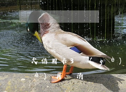 欠信用卡3個(gè)月（欠信用卡三個(gè)月還清）