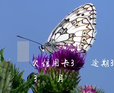 欠信用卡3萬逾期3個月(欠信用卡3萬逾期3個月)