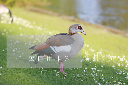 欠信用卡3萬逾期一年了(信用卡欠三萬逾期兩年)