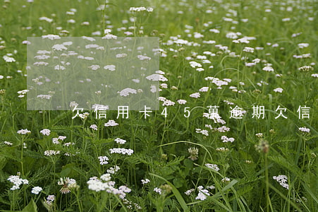 欠信用卡45萬逾期(欠信用卡45萬逾期)