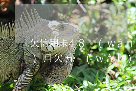 欠信用卡48萬(wàn)逾期5個(gè)月(欠五萬(wàn)信用卡逾期一年多少錢(qián))