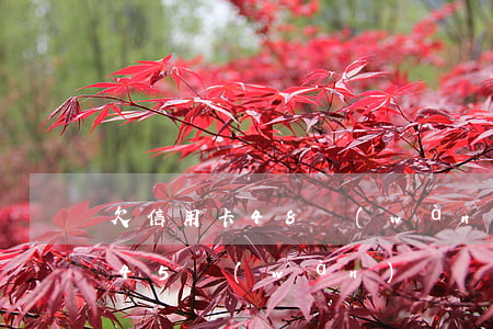 欠信用卡48萬(wàn)逾期了(欠信用卡45萬(wàn))