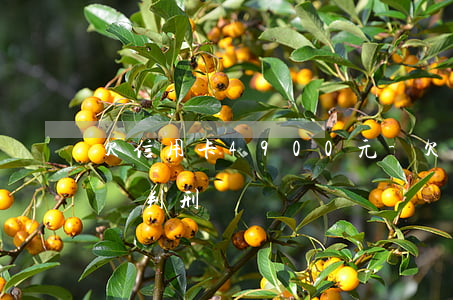 欠信用卡4900元-欠信用卡49000會判刑嗎