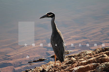 欠信用卡4万怎么自救（信用卡欠4万多怎么办）