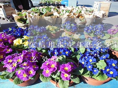 欠信用卡4年还多少钱(欠信用卡4年了会怎么处理)