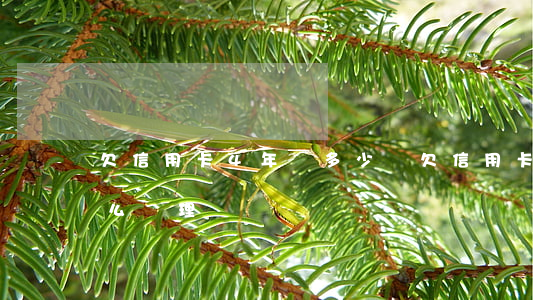 欠信用卡4年還多少錢(欠信用卡4年了會怎么處理)
