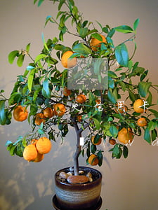欠信用卡4萬(wàn)三年未還(信用卡4萬(wàn)沒(méi)還)