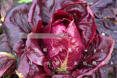 欠信用卡4萬(wàn)逾期4個(gè)月怎么辦-欠信用卡4萬(wàn)逾期4個(gè)月怎么辦理