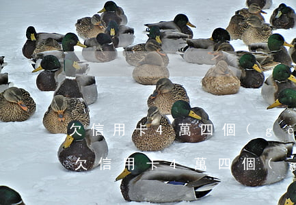 欠信用卡4萬四個(gè)月沒還怎么辦-欠信用卡4萬四個(gè)月沒還怎么辦呢