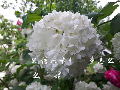 欠信用卡4萬多怎么辦-欠信用卡4萬多怎么辦理