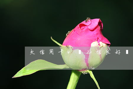 欠信用卡4萬征信良好沒逾期