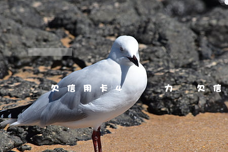 欠信用卡4萬無力還(欠信用卡4萬無力還)