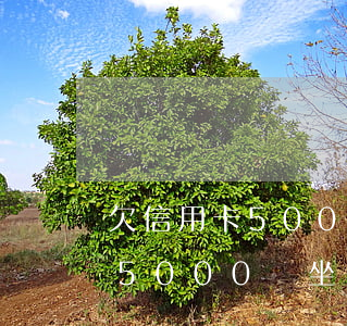 欠信用卡5000元銀行會起訴嗎(欠信用卡5000會坐牢嗎)