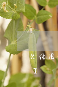 欠信用卡5000死亡(欠信用卡35萬人死了)