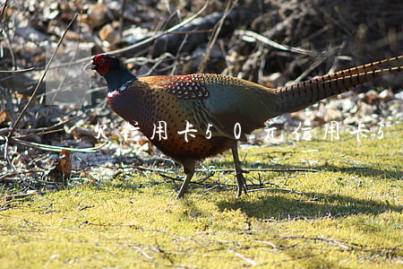 欠信用卡50元 信用卡50元沒還會怎樣