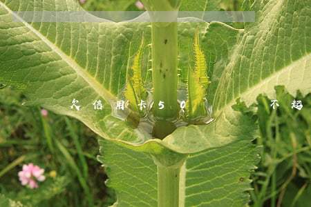 欠信用卡50幾萬還不起判幾年-