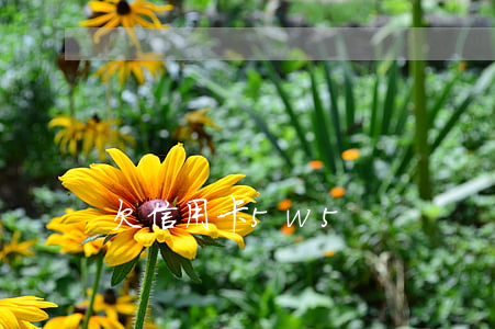 欠信用卡5w5