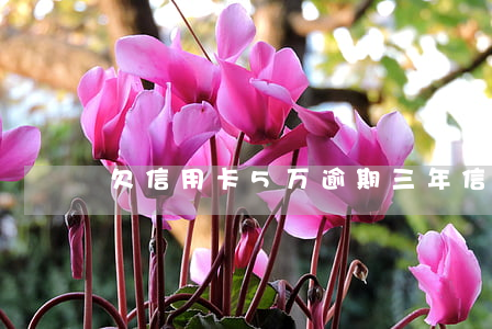 欠信用卡5万逾期三年（信用卡欠70万）