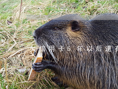 欠信用卡5年以后還有沒(méi)有事呢