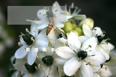 欠信用卡5萬(wàn)是