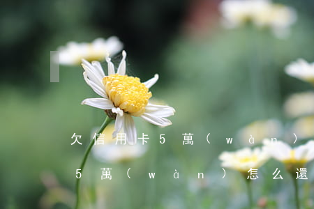 欠信用卡5萬(wàn)該怎么還(欠信用卡5萬(wàn)怎么還合理)