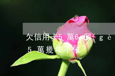 欠信用卡5萬6個(gè)月沒還(欠信用卡5萬幾年不催)