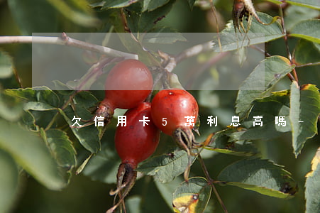 欠信用卡5萬利息高嗎-欠信用卡五萬