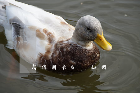 欠信用卡5萬如何還