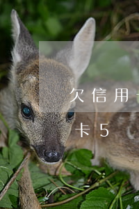 欠信用卡5萬會影響公務員考試嗎-欠信用卡5萬會影響公務員考試嗎知乎