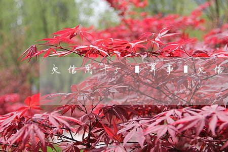 欠信用卡5萬算事嗎(欠信用卡5萬多)