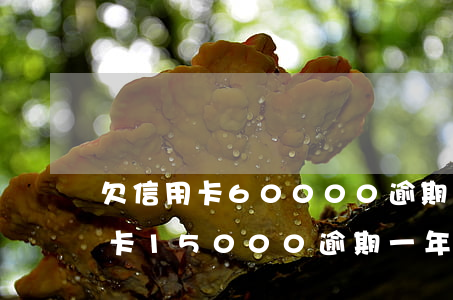 欠信用卡60000逾期10個月-欠信用卡15000逾期一年