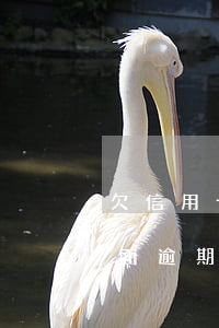欠信用卡65萬全面逾期(欠信用卡65萬全面逾期)