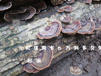 欠信用卡6万判多久(欠信用卡6万多久会被起诉)