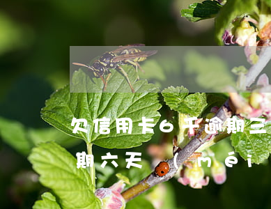 欠信用卡6千逾期三個(gè)月（信用卡逾期六天沒(méi)事吧）
