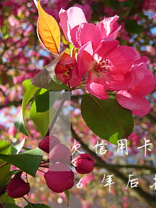 欠信用卡6年后花唄多久能開通-欠信用卡6年后花唄多久能開通呢