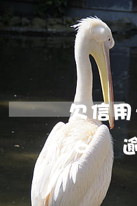 欠信用卡6萬逾期4個月怎么辦-欠信用卡6萬逾期4個月怎么辦理