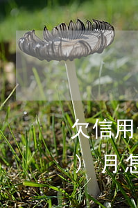 欠信用卡70萬(wàn)逾期3個(gè)月怎么辦(欠信用卡70萬(wàn)逾期3個(gè)月怎么辦理)