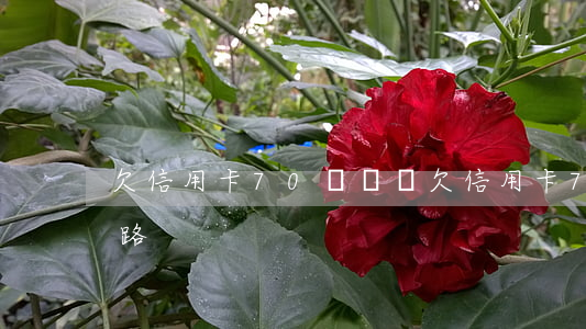 欠信用卡70萬視頻(欠信用卡70萬怎么跑路)