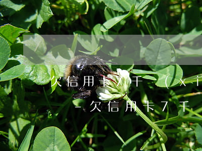 欠信用卡7千現(xiàn)在還不了怎么辦-欠信用卡7千現(xiàn)在還不了怎么辦呢