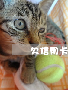 欠信用卡7萬該如何還