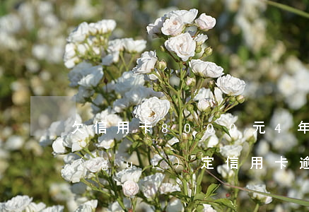 欠信用卡8000元4年逾期未還（民法典規(guī)定信用卡逾期4年不還了）