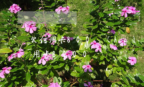 欠信用卡800會(huì)怎么辦-欠信用卡8000
