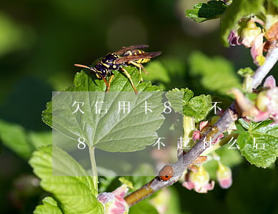 欠信用卡8萬不還會怎么樣(信用卡7張共欠8萬還不起什么后果)
