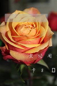 欠信用卡8萬每月7000怎么還-欠信用卡8萬每月7000怎么還款