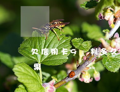 欠信用卡9萬判多久(欠9萬信用卡是什么后果)